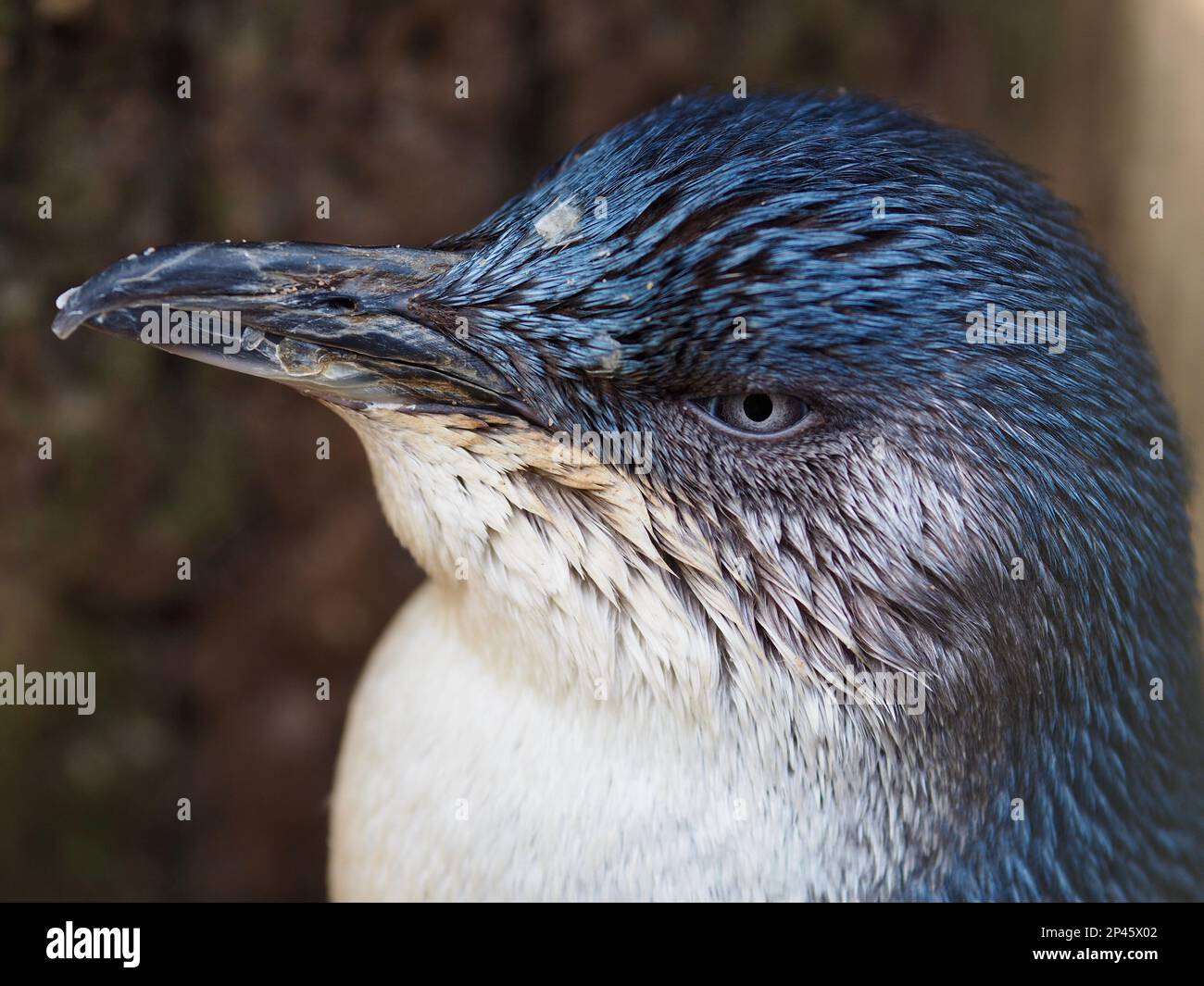 Ein Nahporträt eines entzückenden australischen kleinen Pinguins in spektakulärer Schönheit. Stockfoto