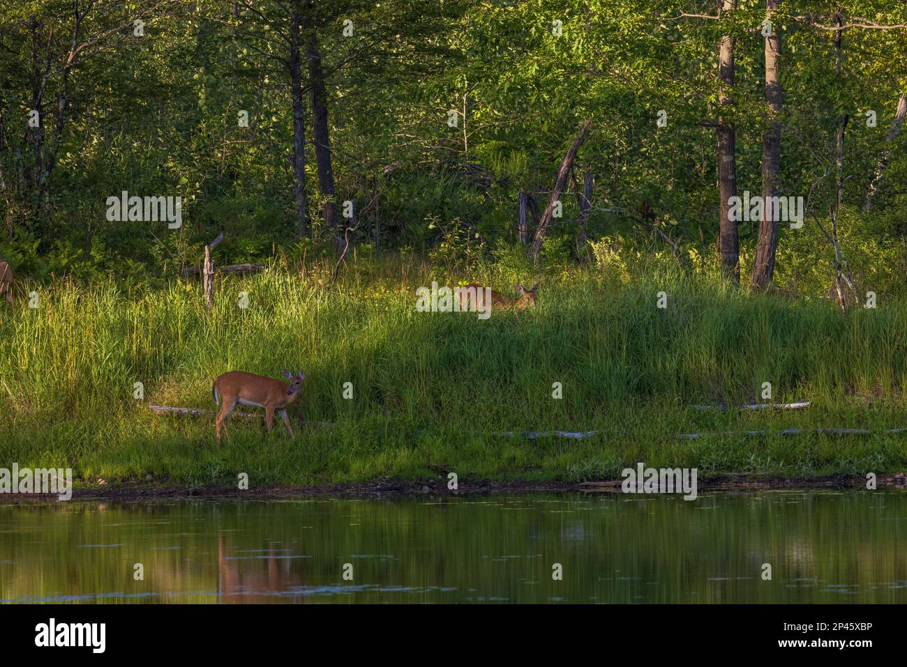 Weißschwanzaugen wandern entlang einer Küste im Norden von Wisconsin. Stockfoto