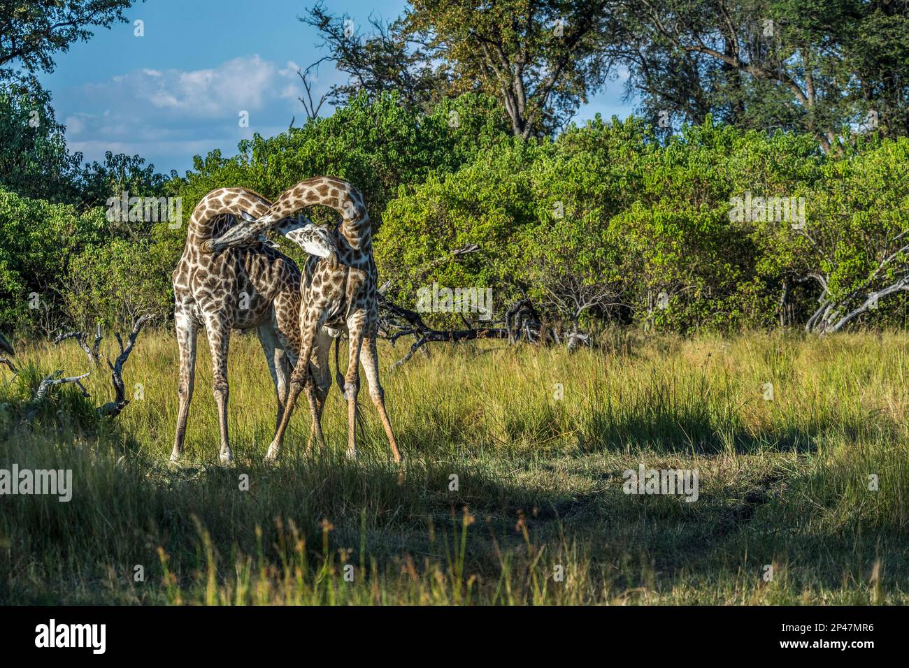 Afrika, Botswana, Okavango Delta. Zwei Giraffen interagieren in der Savanne von Botswana und verschmelzen ihre Hälse. Stockfoto