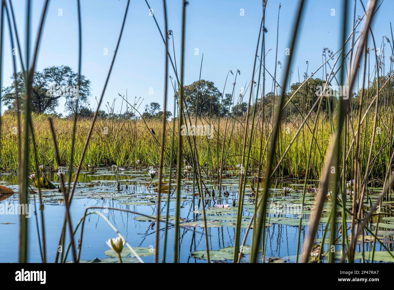 Afrika, Botswana, Okavango Delta. Blick durch das Schilf von einem Mokoro Kanu. Stockfoto