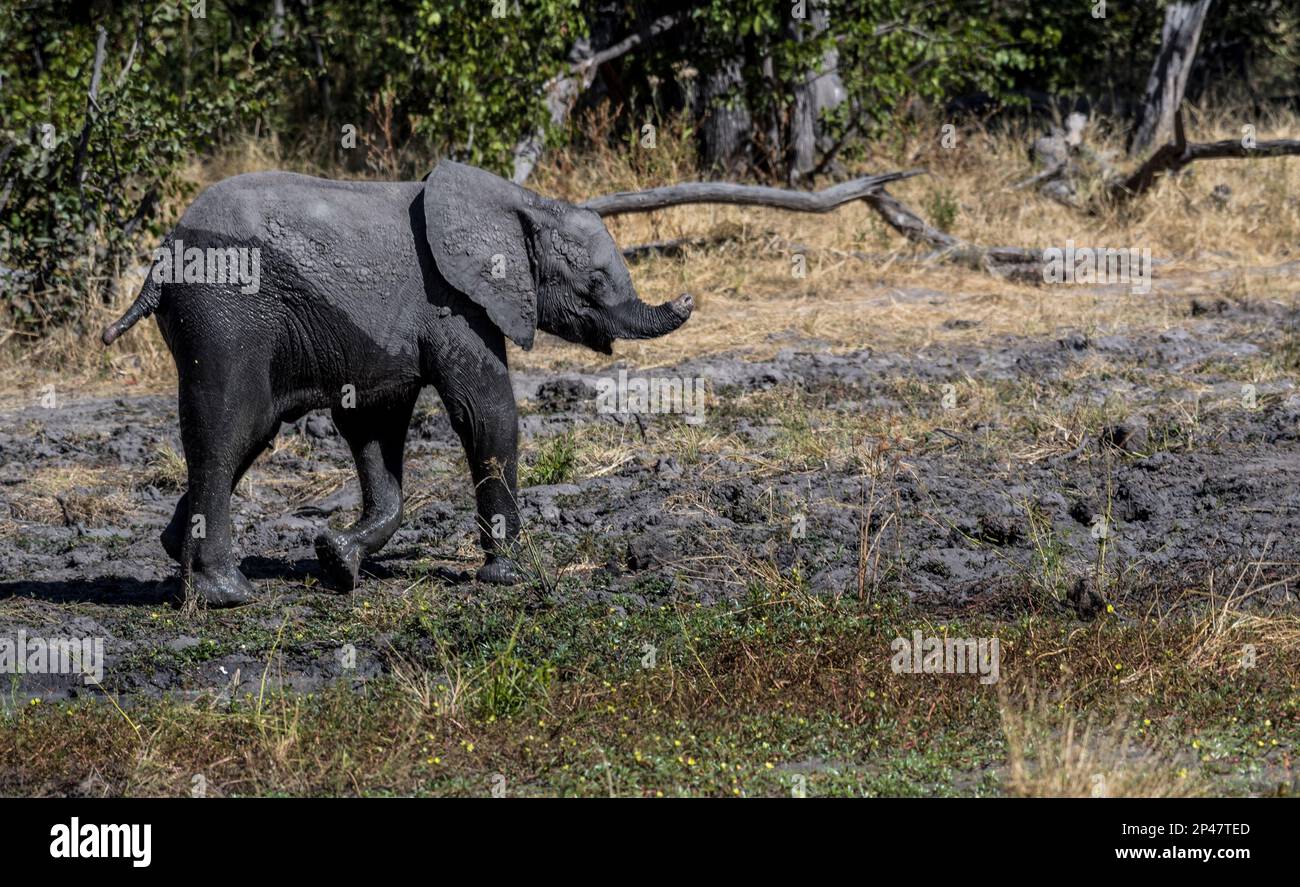 Afrika, Botswana, Okavango Delta. Ein junger Elefant mit beschädigtem Rüssel läuft im Schlamm auf der Savanne in Botswana. Stockfoto