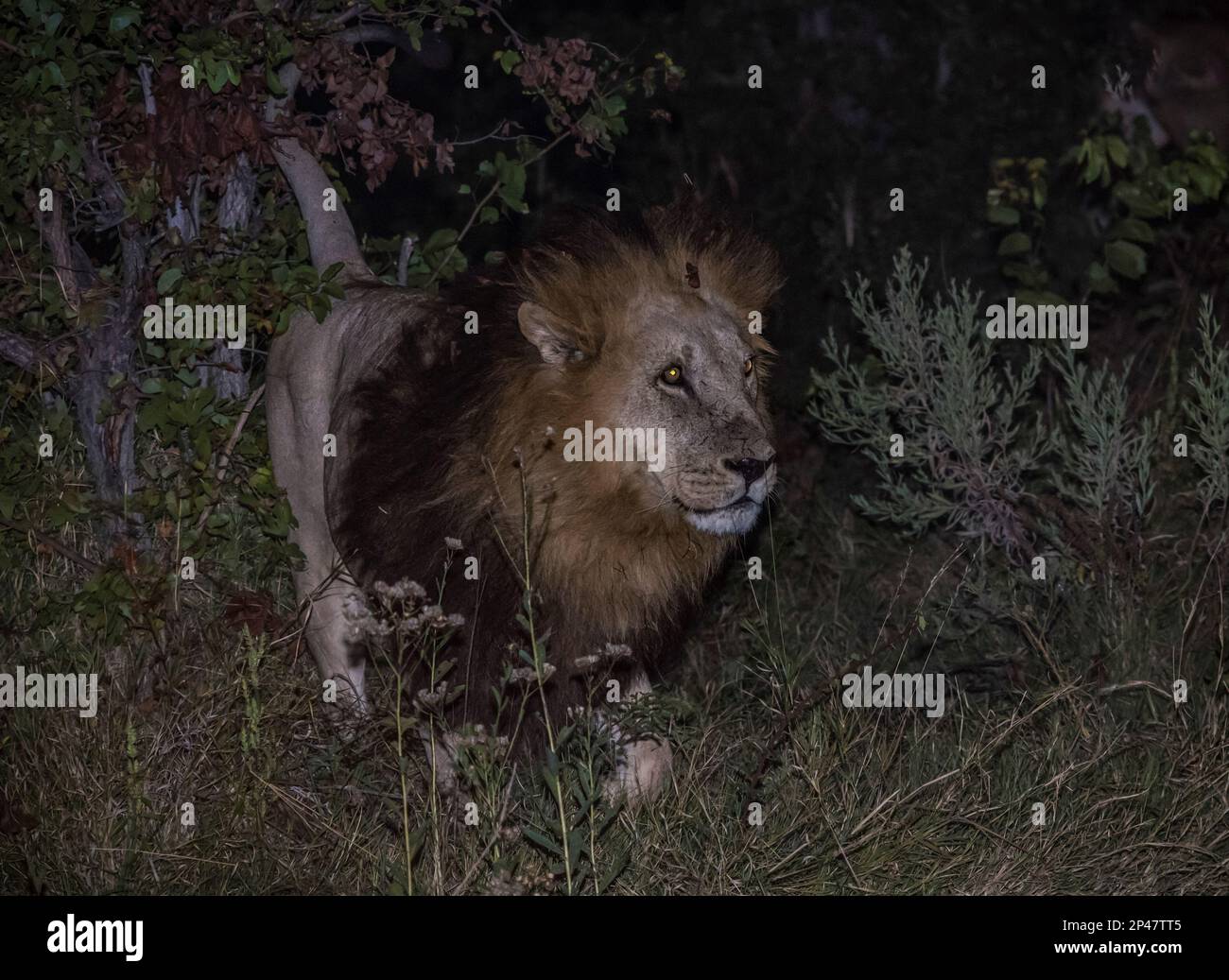 Afrika, Botswana, Okavango Delta. Ein männlicher Löwe markiert sein Territorium auf der Savanne im Okavango-Delta. Stockfoto