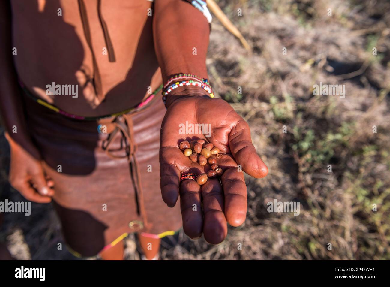 Afrika, Botswana, Kalahari Wüste. Beeren werden in den Händen eines älteren Stammesangehörigen des Jäger-Sammler !Kung Volkes gezeigt, Teil des San Stamms. Stockfoto