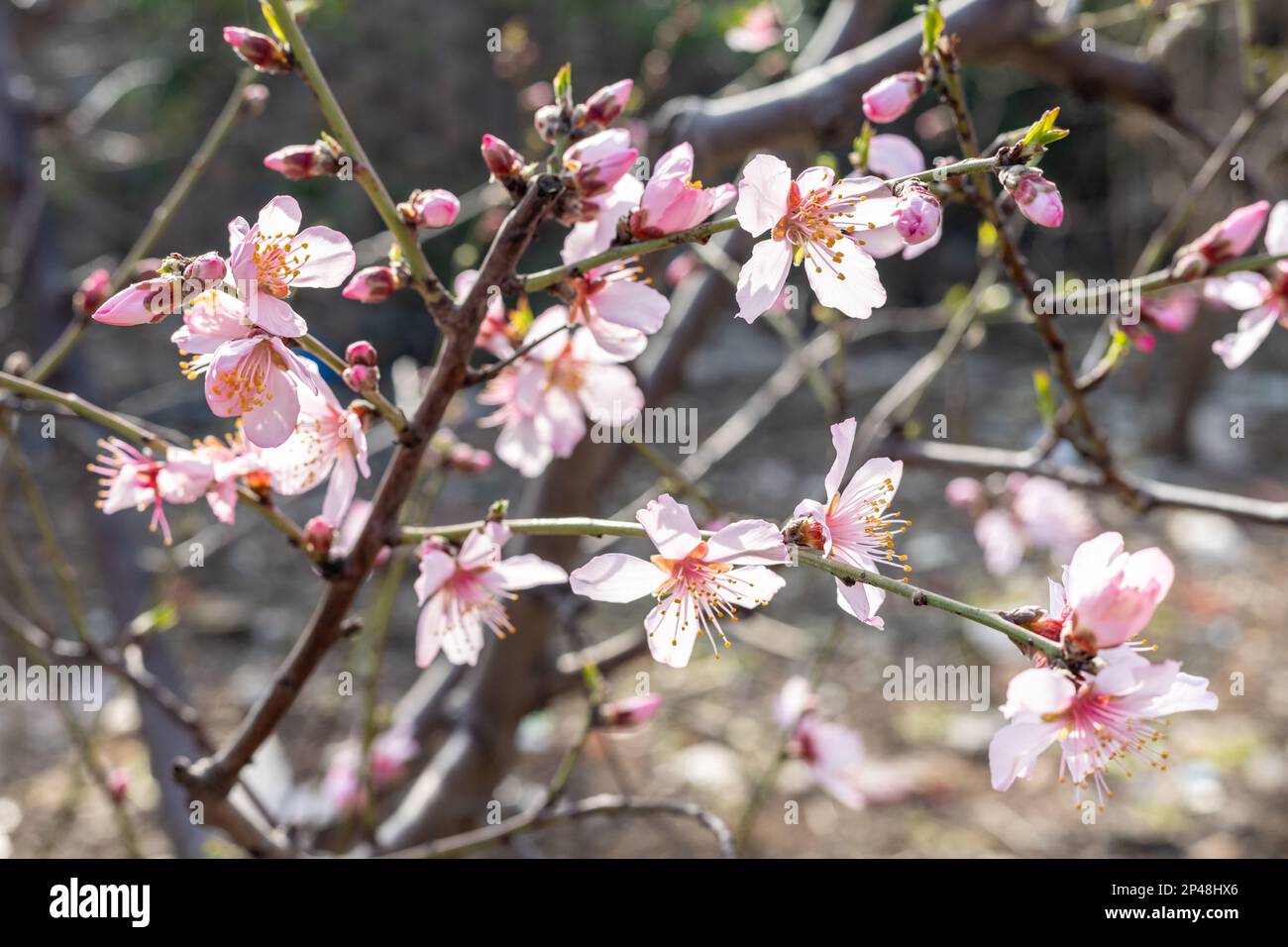 Fruit tree bloom -Fotos und -Bildmaterial in hoher Auflösung – Alamy