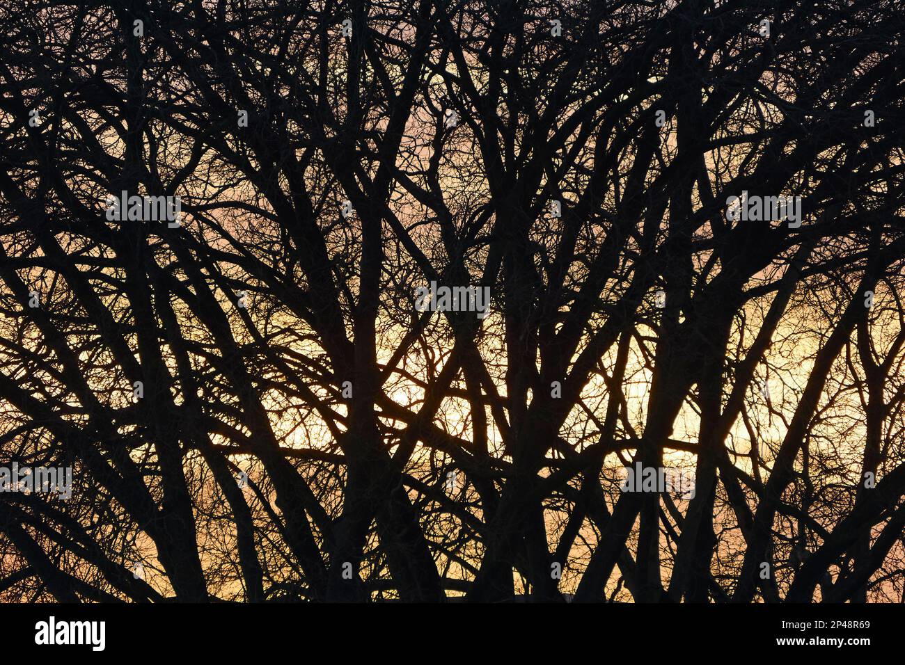 Nahtaufnahme der nackten Zweige eines großen Milchbaums, der im Winter bei Sonnenuntergang umhüllt wird Stockfoto