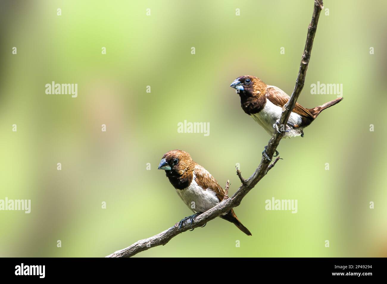 Zwei Vögel des Typs Estrildidae Sparrow oder Estrildofinken, die an einem sonnigen Morgen auf einem Ast sitzen, Hintergrund in Form von verwischten grünen Blättern Stockfoto