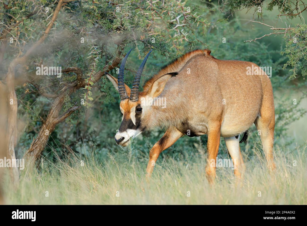 Eine seltene Rotwildantilope (Hippotragus equinus) in natürlichem Lebensraum, Mokala National Park, Südafrika Stockfoto