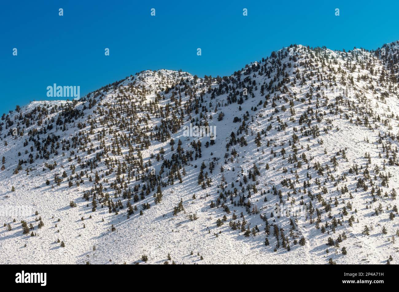 Kiefernbäume an den weißen Bergseiten im südlichen Teil der Sierra Nevada, Inyo County, Kalifornien. Stockfoto