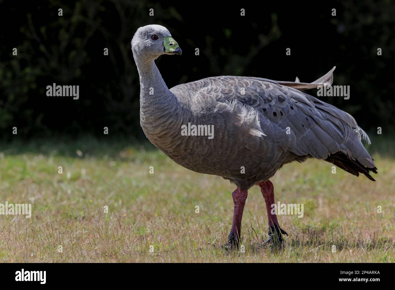 Eine männliche Cape-Barren-Gans, die auf der Suche nach Essen ist, Kangaroo Island, Südaustralien, Australien, 20. Oktober, 2022 Stockfoto