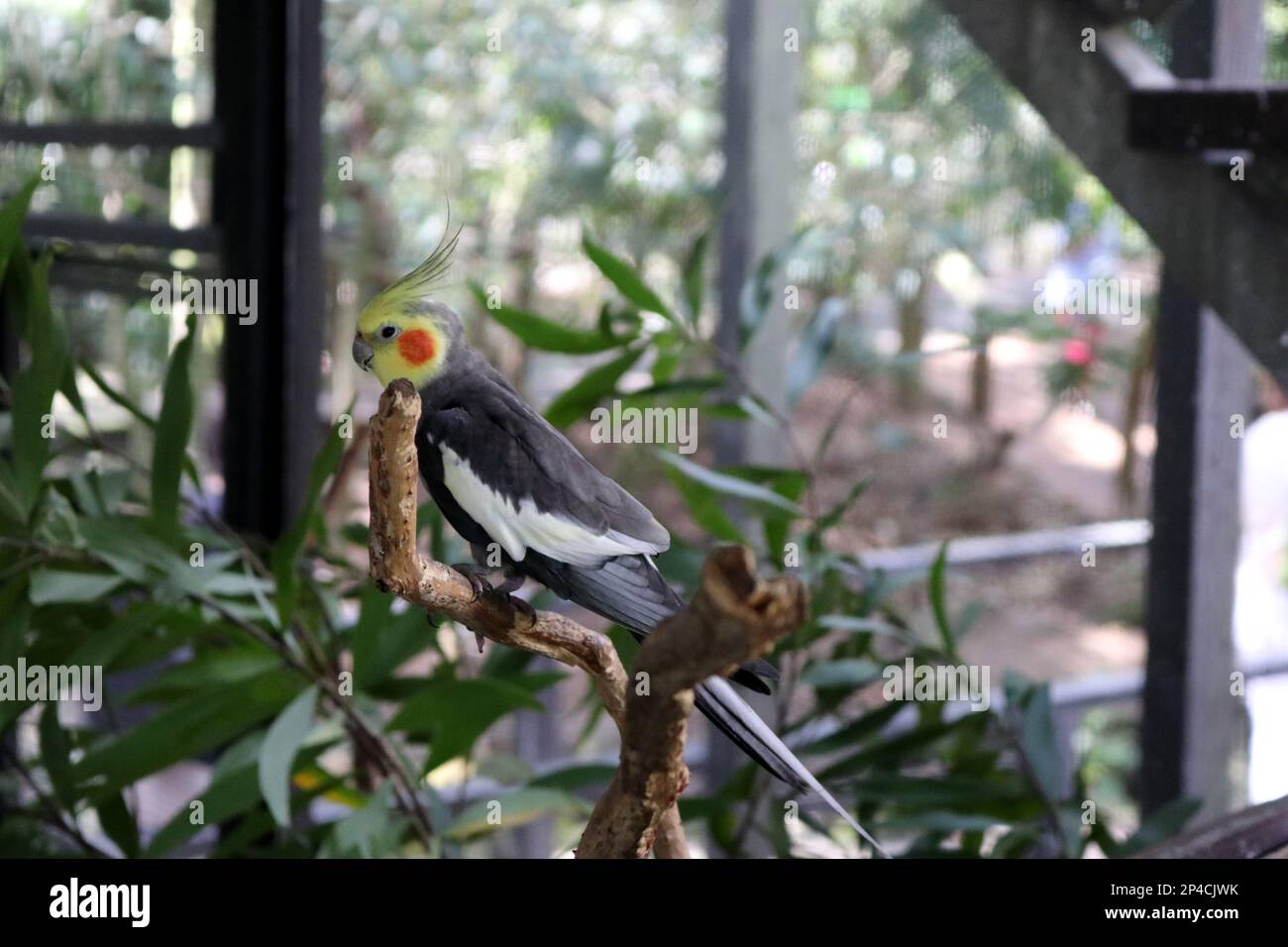 Männlicher Cockatiel (Nymphicus hollandicus) auf einem Baum in einem Zoo: (Pix Sanjiv Shukla) Stockfoto