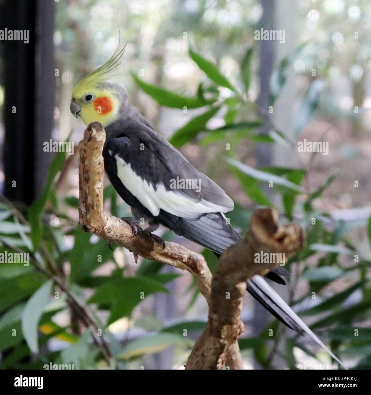 Männlicher Cockatiel (Nymphicus hollandicus) auf einem Baum in einem Zoo: (Pix Sanjiv Shukla) Stockfoto
