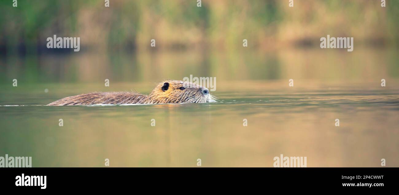 Nutria Myocastor coypus schwimmt im Fluss auf der Suche nach Essen, das beste Foto. Stockfoto