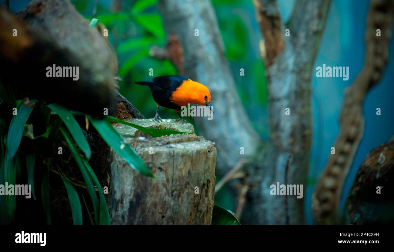 Scharlachkopf, Amblyramphus Holosericeus, schwarzer Vogel mit orangefarbenem rotem Kopf im tropischen Dschungelwald, das beste Foto Stockfoto