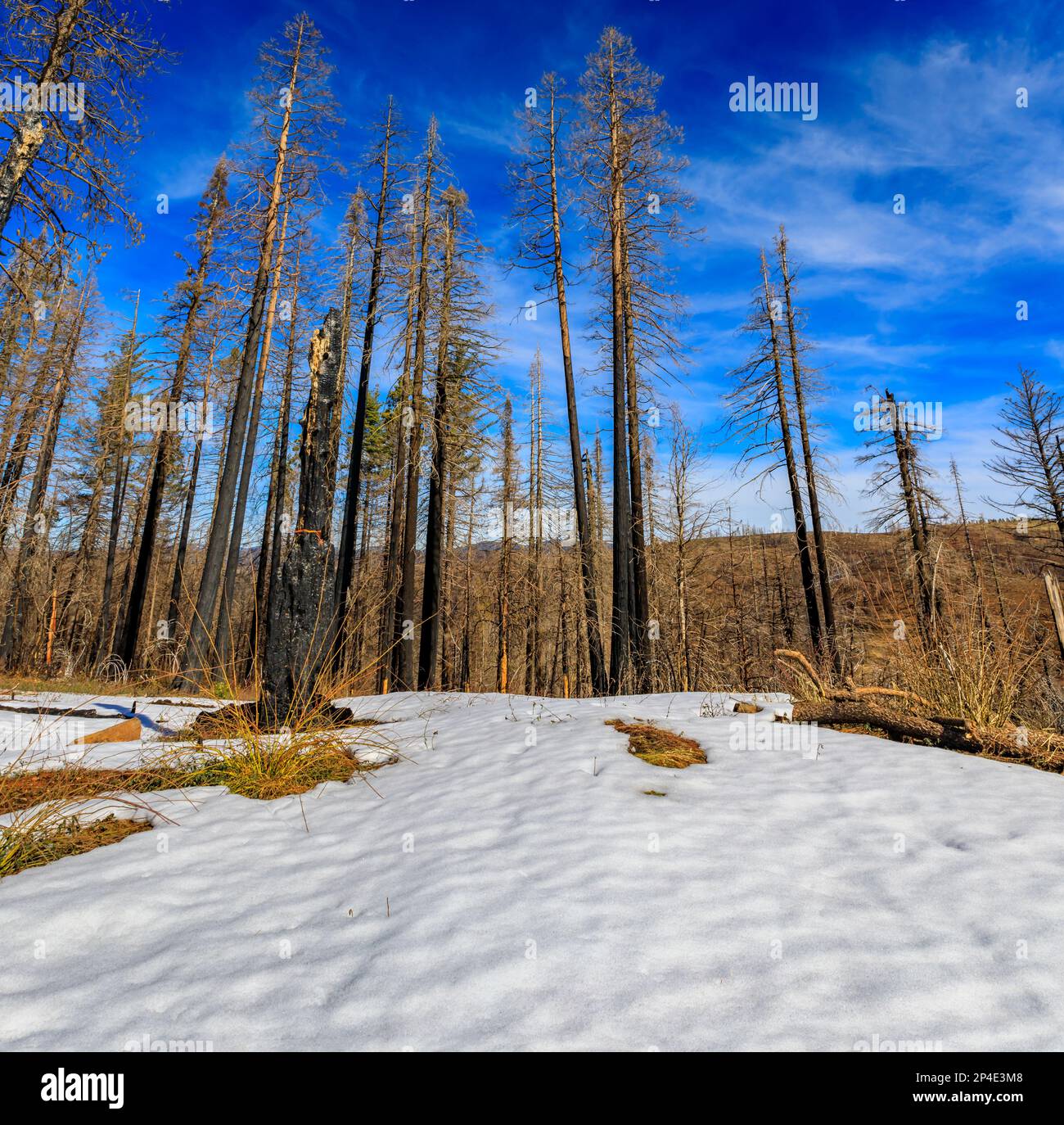 Bäume und schneebedeckte Erde, verbrannt vom Caldor Fire on Emigrant Pass in den Sierra Nevada Mountains nahe Lake Tahoe, Nordkalifornien Stockfoto