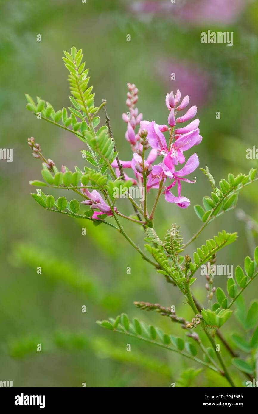 Indigofera heterantha, Himalaya Indigo, Indigofera gerardiana, Milchstrauch, mit rosig-lila Blüten in Racemes Stockfoto