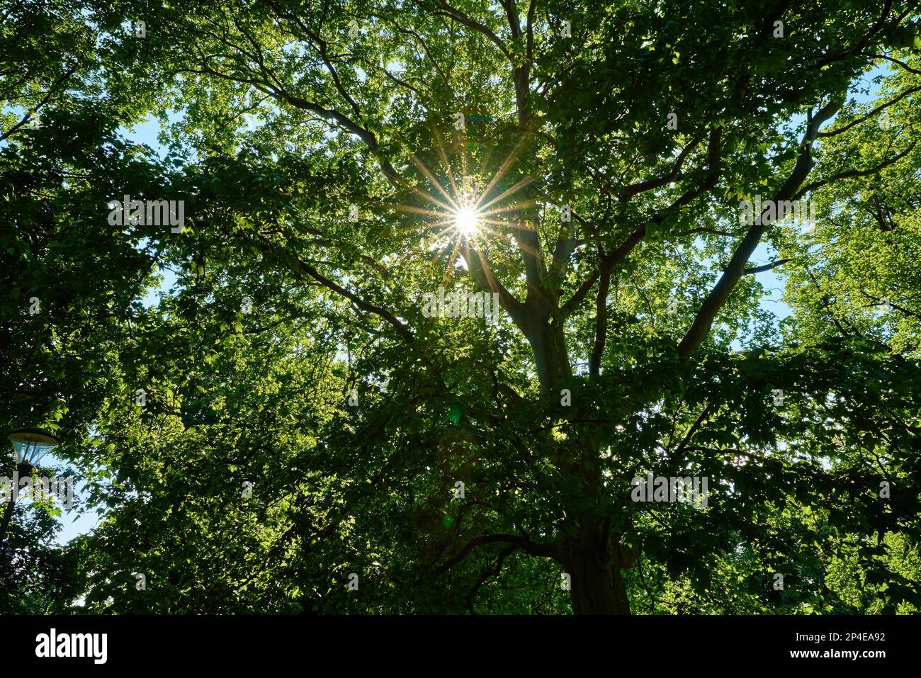 Im Sommer scheint die Sonne durch grüne Eichenblätter. Stockfoto