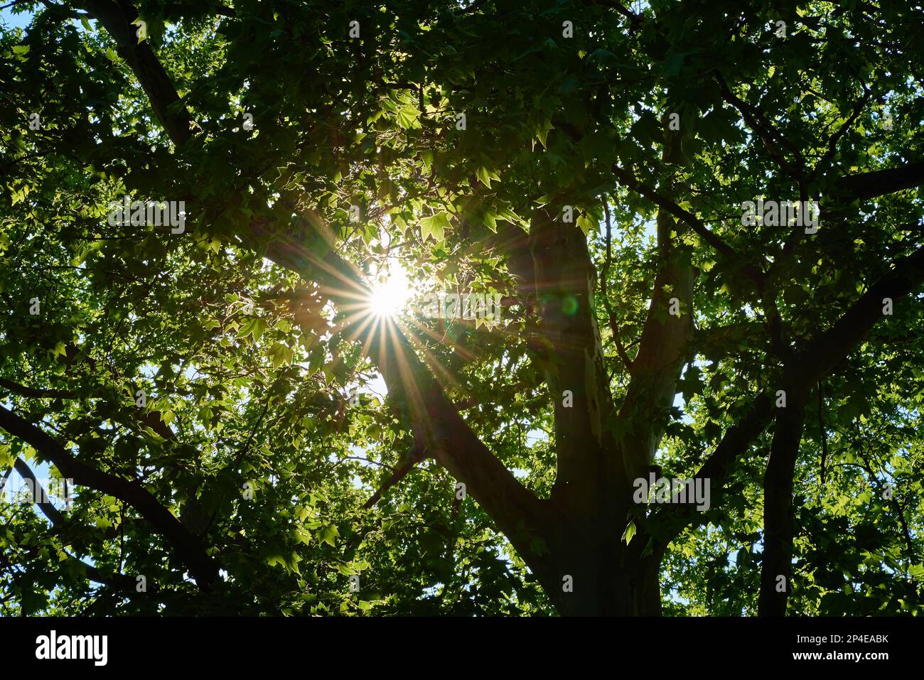 Im Sommer scheint die Sonne durch grüne Eichenblätter. Stockfoto