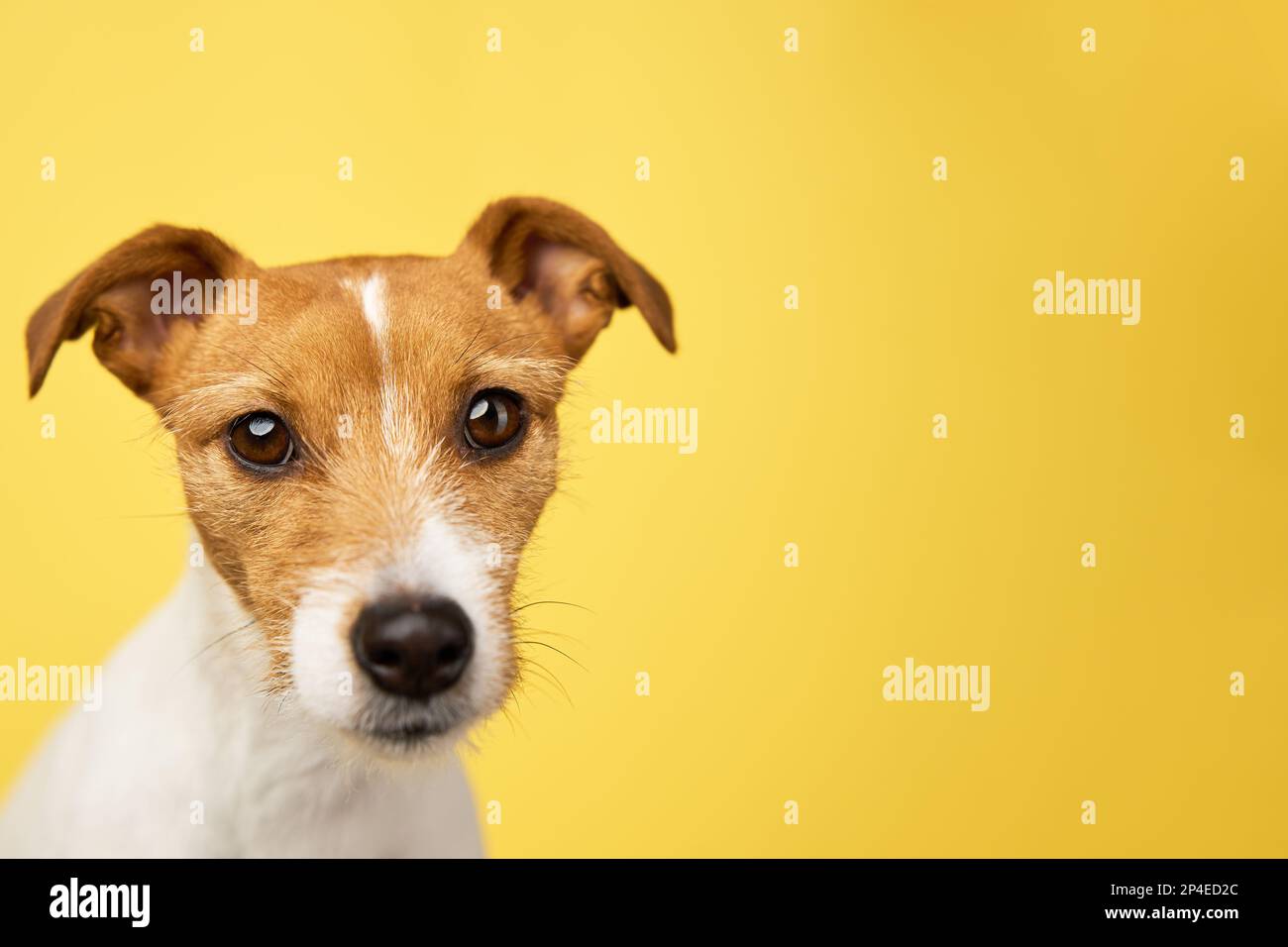 Neugieriger interessierter Hund schaut in die Kamera. Jack-russell-Terrier-Nahaufnahme-Porträt auf gelbem Hintergrund. Lustiges Haustier Stockfoto