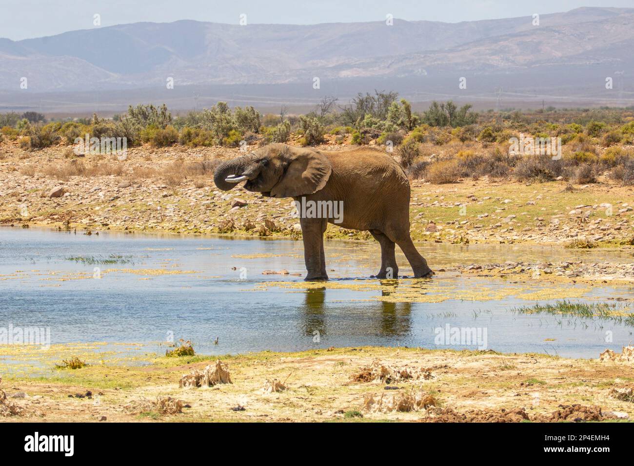 Elefant-Trinkwasser Stockfoto