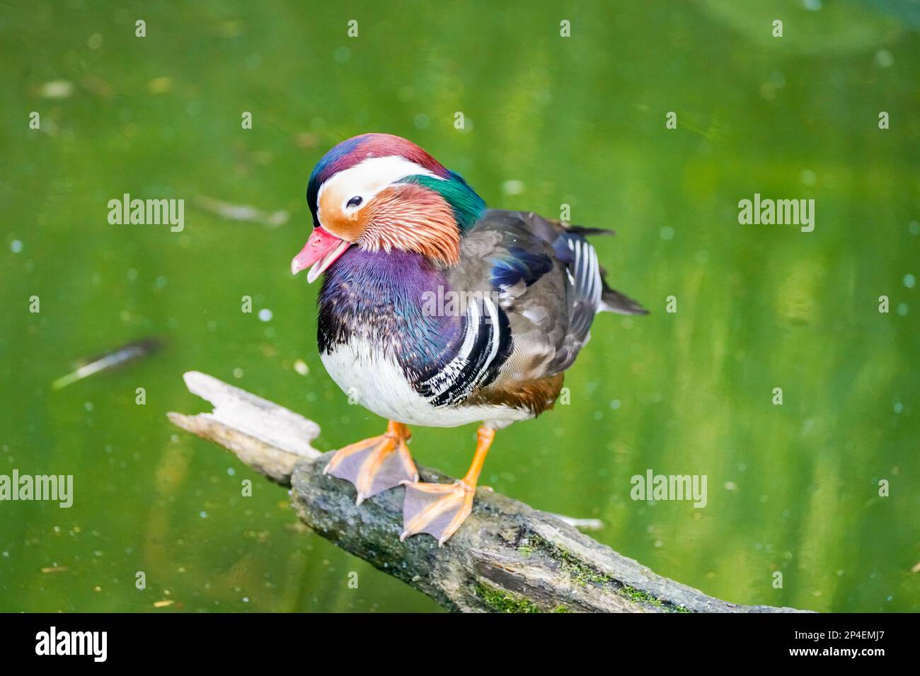 Mandarinente am Wasser. Vogel mit farbenfroher Nahaufnahme. Aix galericulata. Stockfoto