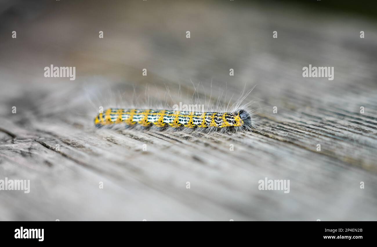 Polierspitze Caterpillar. Phalera bucephala. Insekten-Nahaufnahme. Motte der Familie Notodontidae. Stockfoto