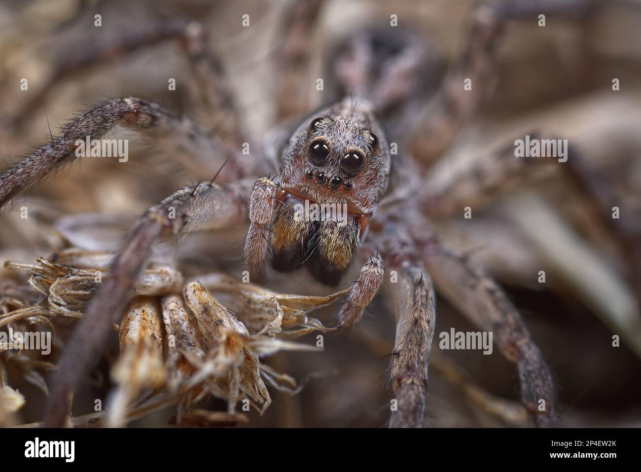 Nachtfoto einer Wolfsspinne, die darauf wartet, seine Beute zu überfallen. Stockfoto
