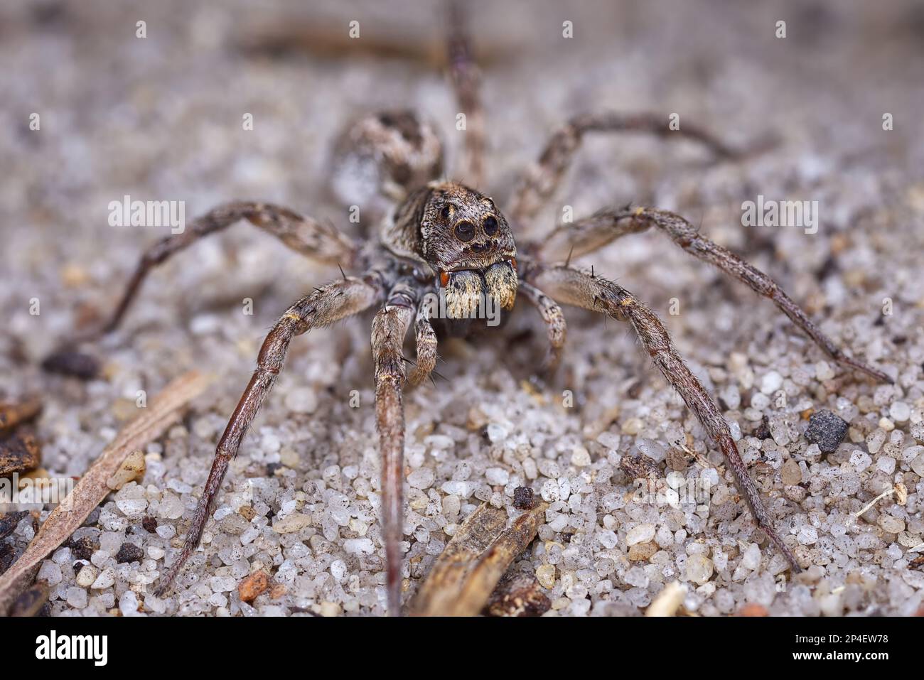 Nachtfoto einer Wolfsspinne, die darauf wartet, seine Beute zu überfallen. Stockfoto