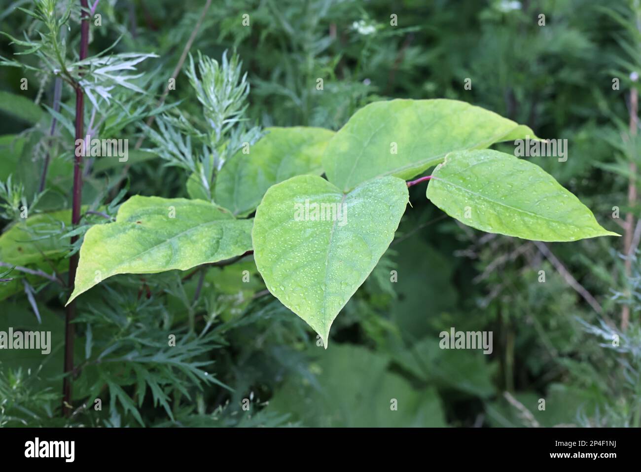 Japanisches Knotweed, Reynoutria japonica, auch bekannt als amerikanischer Bambus, asiatischer Knotweed oder Crimson Beauty, stark invasive Pflanze aus Finnland Stockfoto