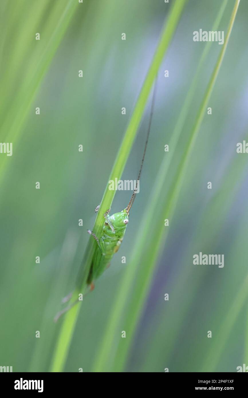 Conehead mit Kurzflügeln, Conocephalus dorsalis, Buschkricket aus Finnland Stockfoto