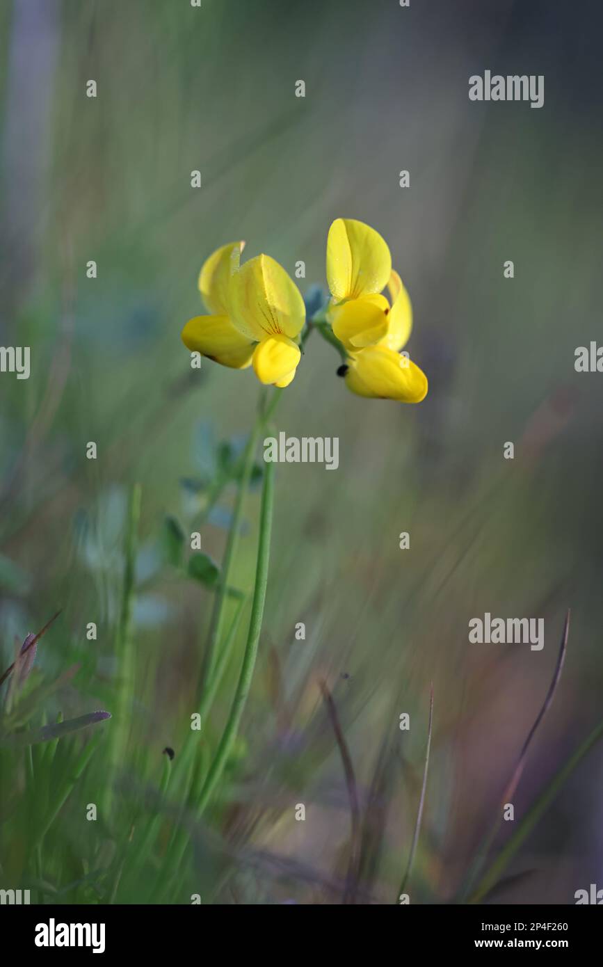 Vogelfußtrefoil, Lotus corniculatus, auch bekannt als Vogelfußdeervetch oder Eier und Speck, Wildblume aus Finnland Stockfoto