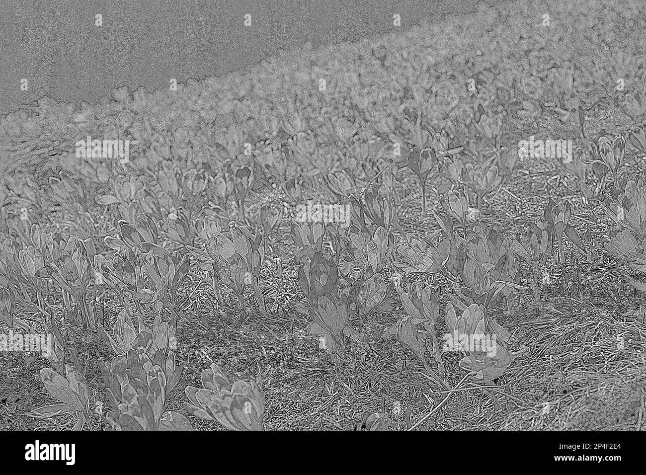 Graue Krokusblüten im Frühlingsgravierenden handgezeichneten Sketch Stockfoto