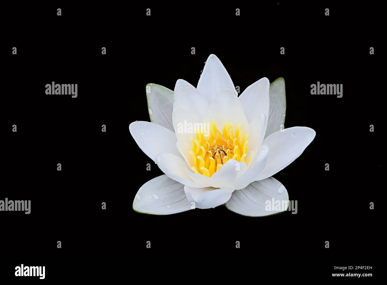 Weiße Wasserlilie, Nymphaea alba, auch bekannt als europäische Weißwasserlilie oder weiße Nenuphar, wilde Wasserblütenpflanze aus Finlnad Stockfoto