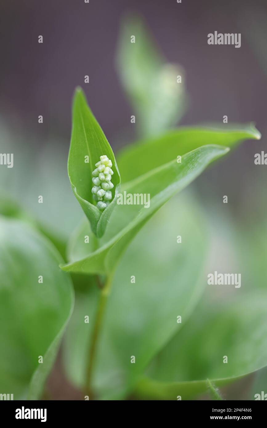 Mai Lilie, Maianthemum bifolium, wildgiftige Pflanze aus Finnland Stockfoto