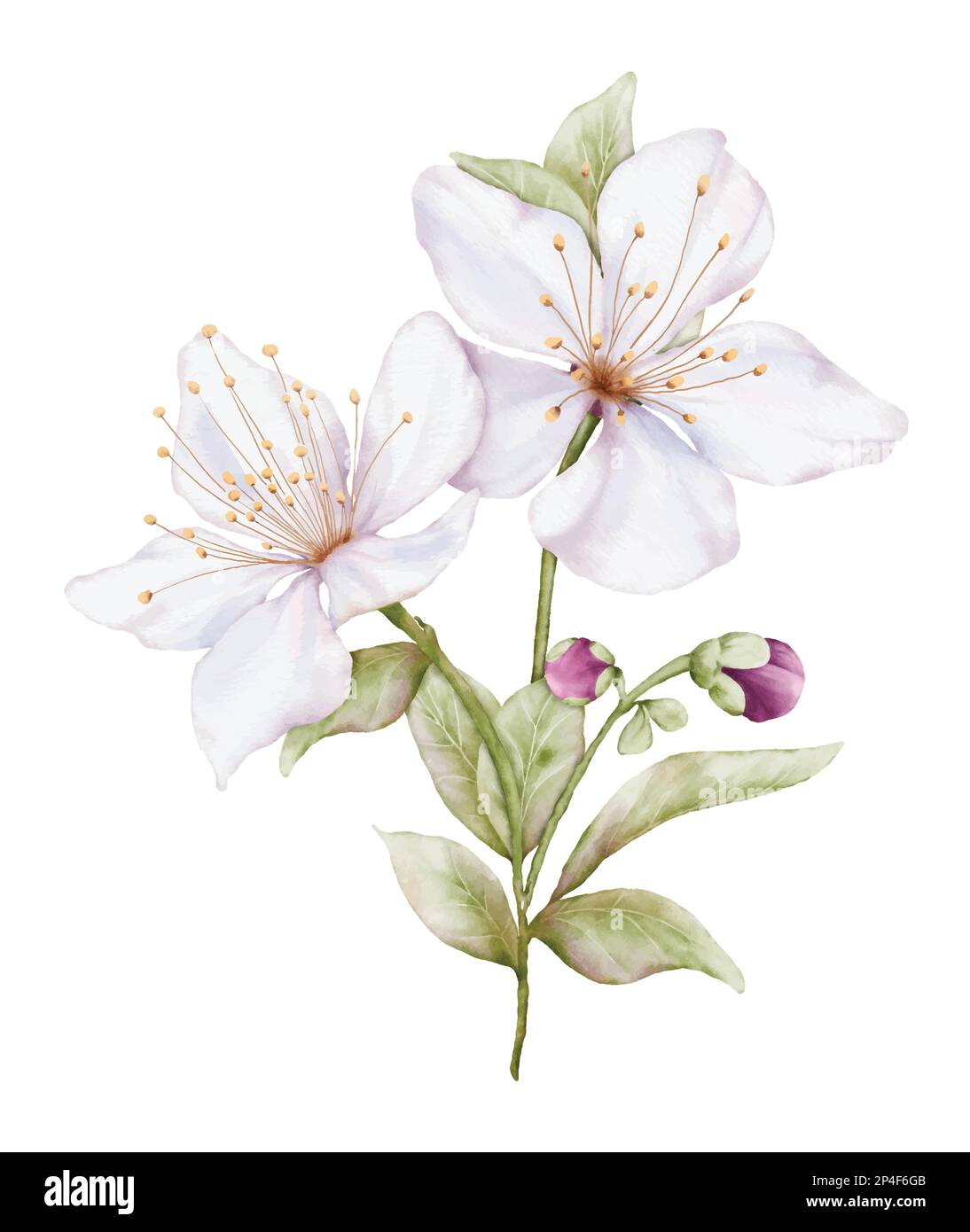 Aquarell hellrosa Blume blüht. Kirschblütenstrauß-Illustration isoliert auf weißem Hintergrund. Geeignet für dekorative Frühlingsfeste, Sum Stock Vektor
