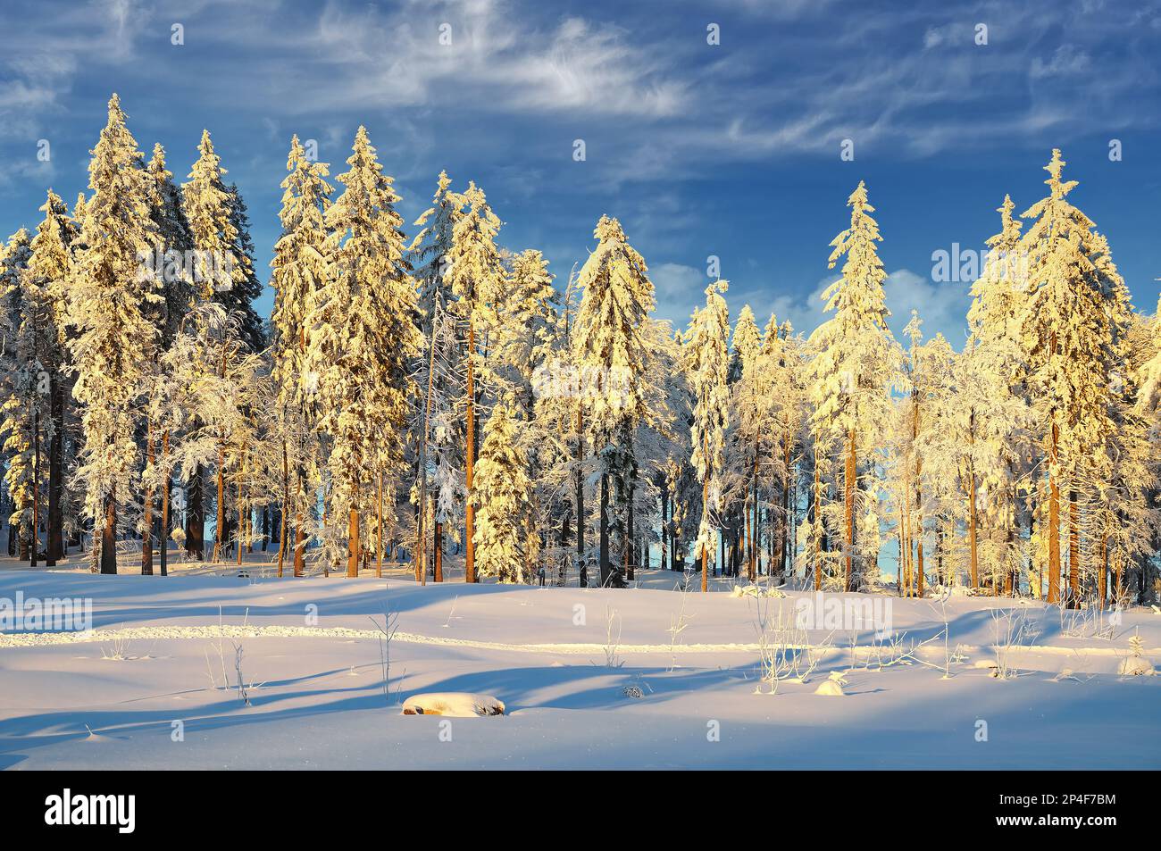 Winter im Bayerischen Wald in Bretterschachten Cross Country Skigebiet, Arber Region, Bayern, Deutschland Stockfoto