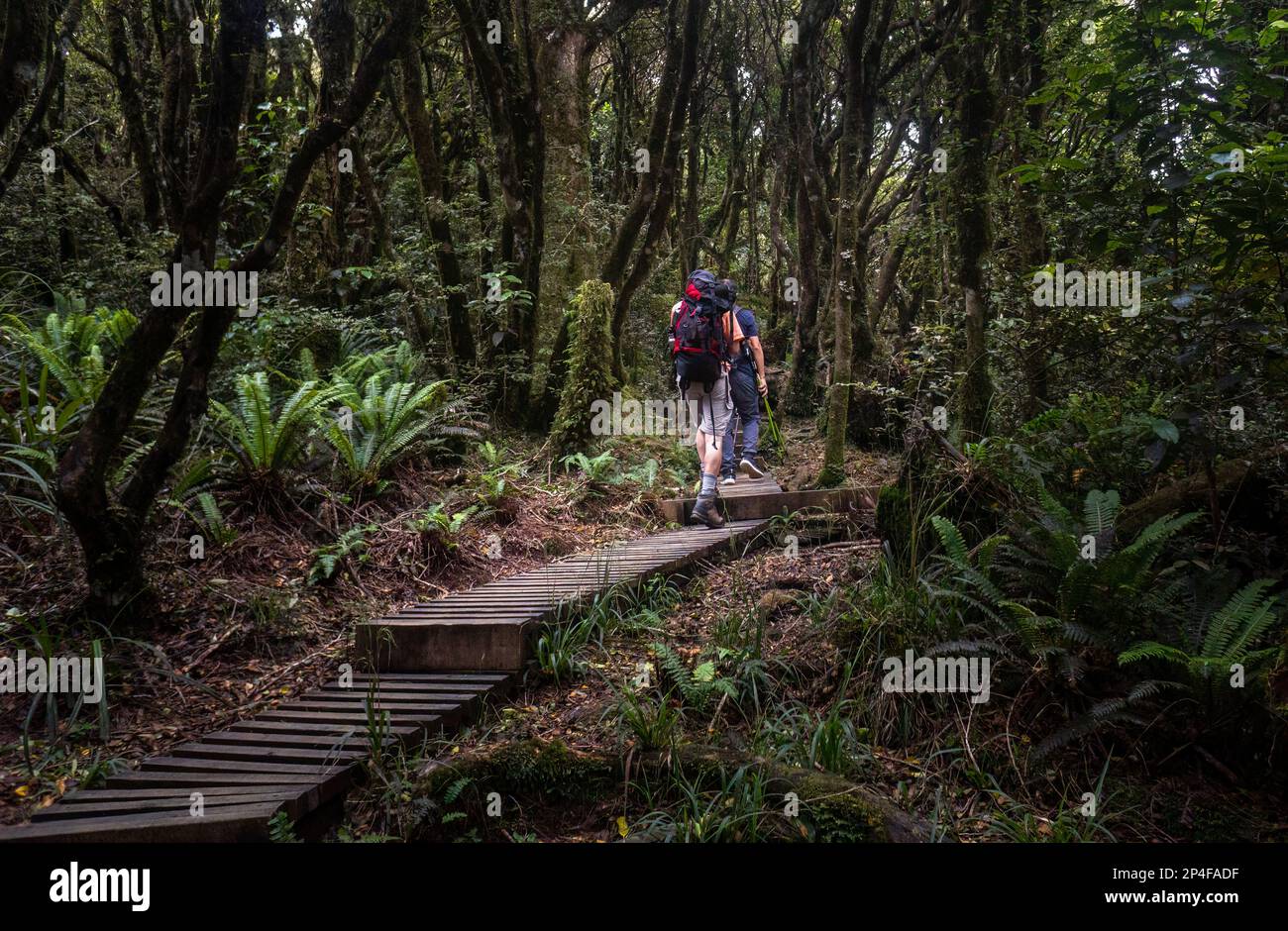 Zwei Personen wandern im üppigen grünen Wald von Pouakai Crossing, Egmont Nationalpark. Taranaki. Stockfoto