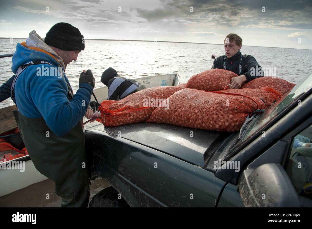 Lizenzierte Cockle Pickers, die vom Boot abladen, nachdem sie von Cockle Beets, Foulnaze Bank, zwischen Lytham und Southport, Ribble Estuary, Lancashire gepflückt haben Stockfoto