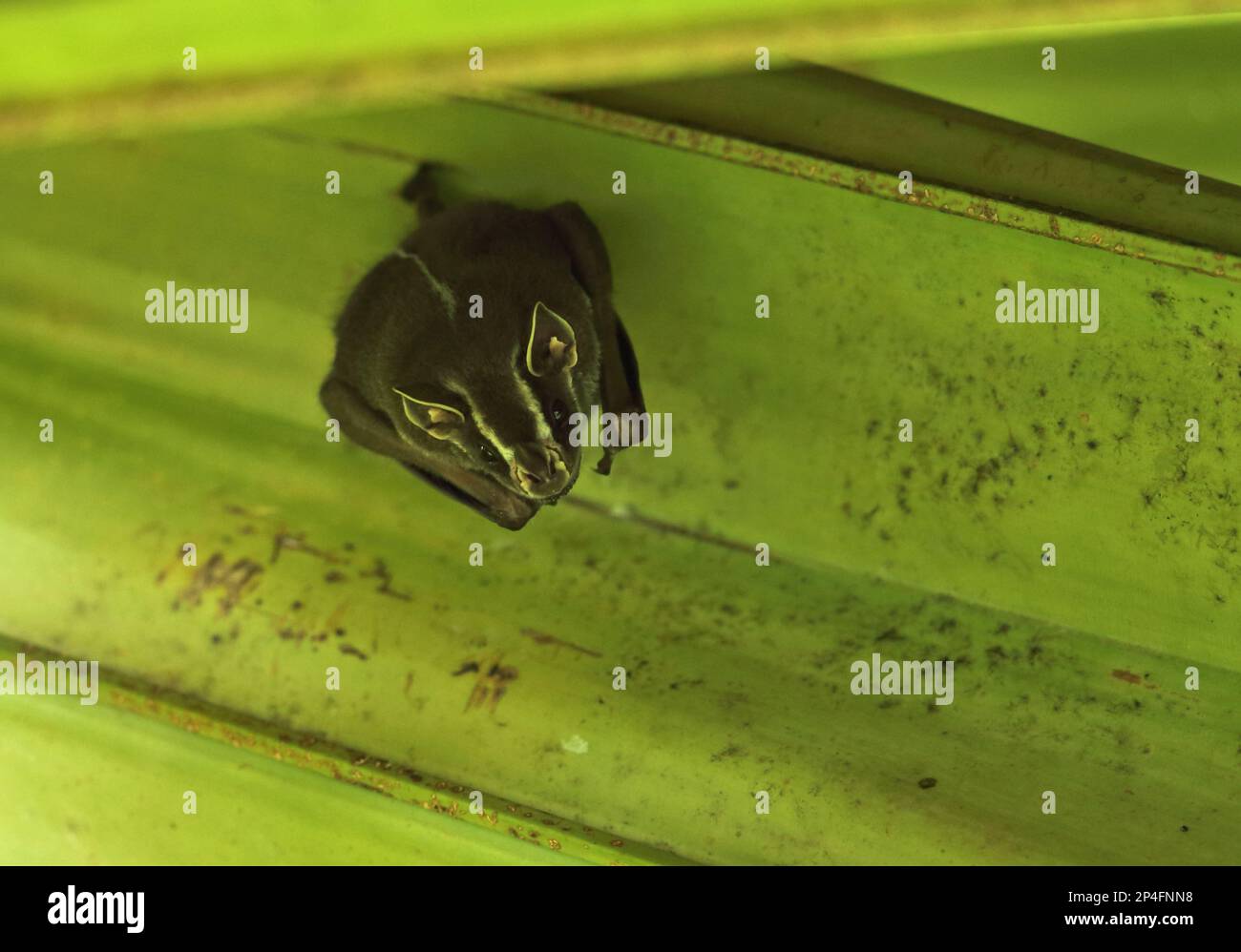 Fledermaus, Fledermaus, Fledermaus, Fledermaus mit gelben Ohren, Fledermaus mit gelben Ohren, Fledermaus mit Blattnasen, Blattnasen-Fledermaus, Leaf Stockfoto