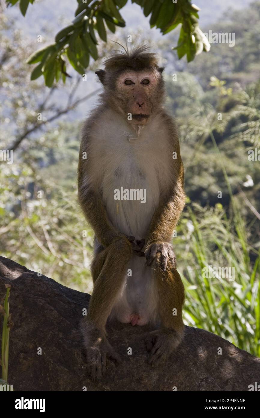 Ceylon Hat Monkey, Ceylon Hat Monkeys, Monkeys, Macaques, Primates, Säugetiere, Tiere, Toque Monkey, Sri Lanka Stockfoto