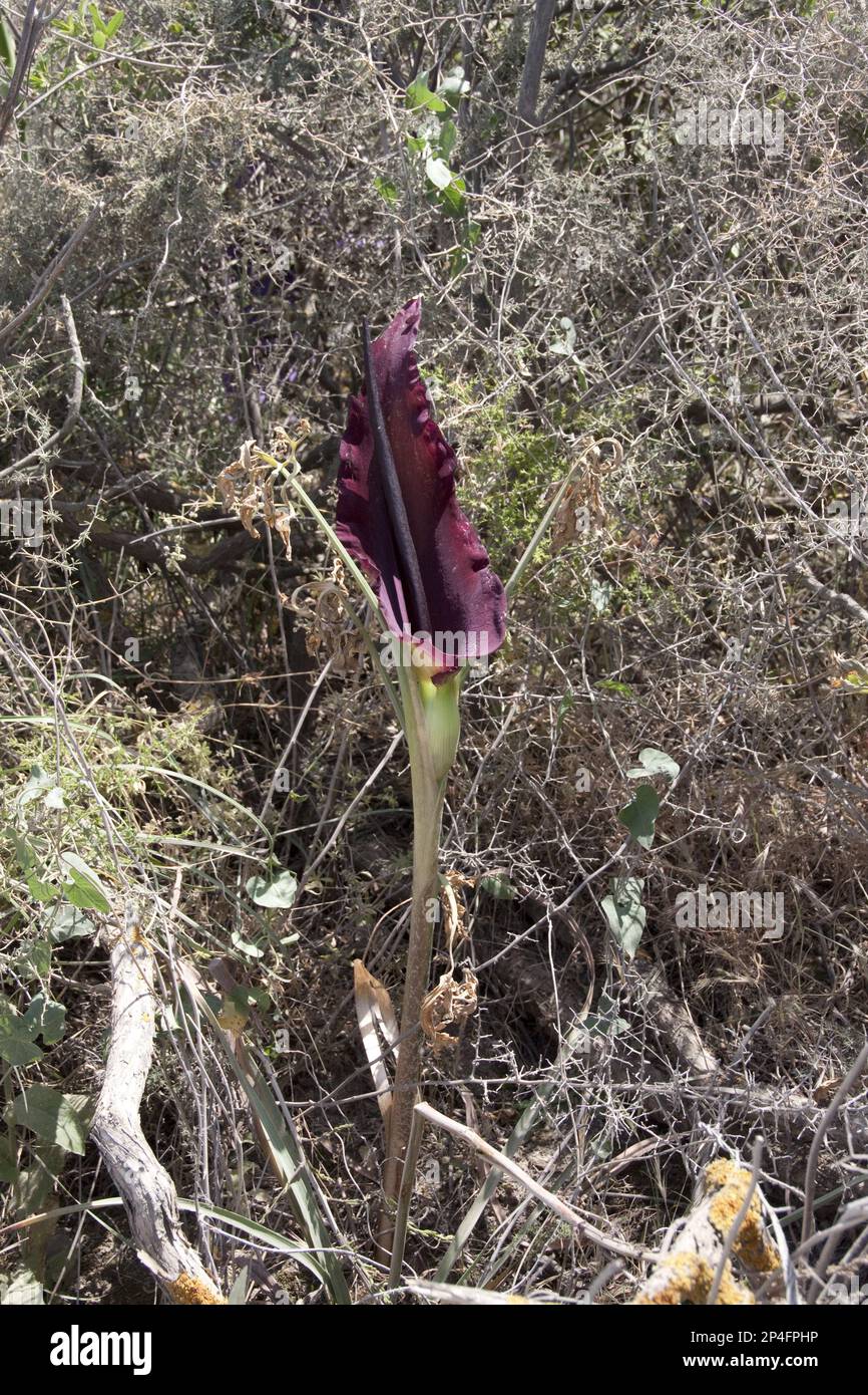 Arum dracunculus, Gemeine Drachenwurz, Schlangenwurz, Arum, Gemeine Drachenwurz Arum Lesvos Griechenland Stockfoto