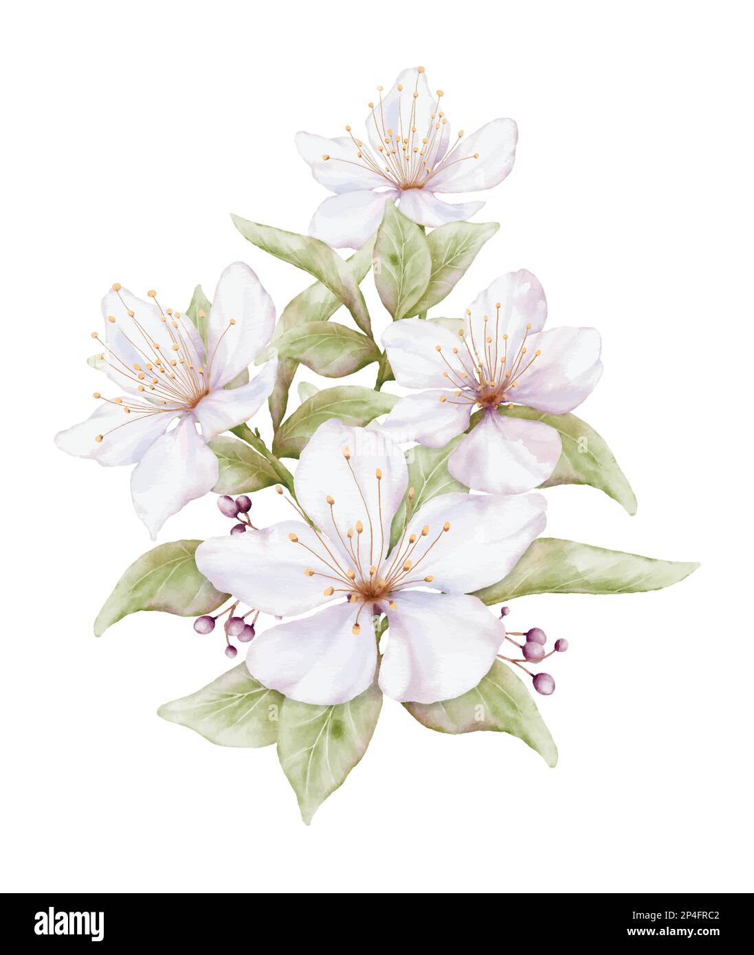 Aquarell hellrosa Blume blüht. Kirschblütenstrauß-Illustration isoliert auf weißem Hintergrund. Geeignet für dekorative Frühlingsfeste, Sum Stock Vektor