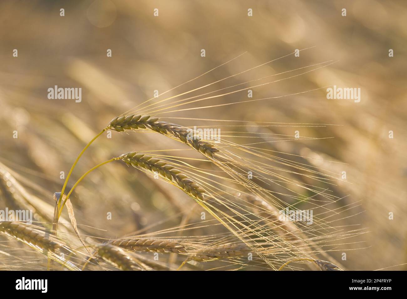 Gerstenernte (Hordeum vulgare), Nahaufnahme der Reifeohren auf dem Feld, Norfolk, England, Vereinigtes Königreich Stockfoto