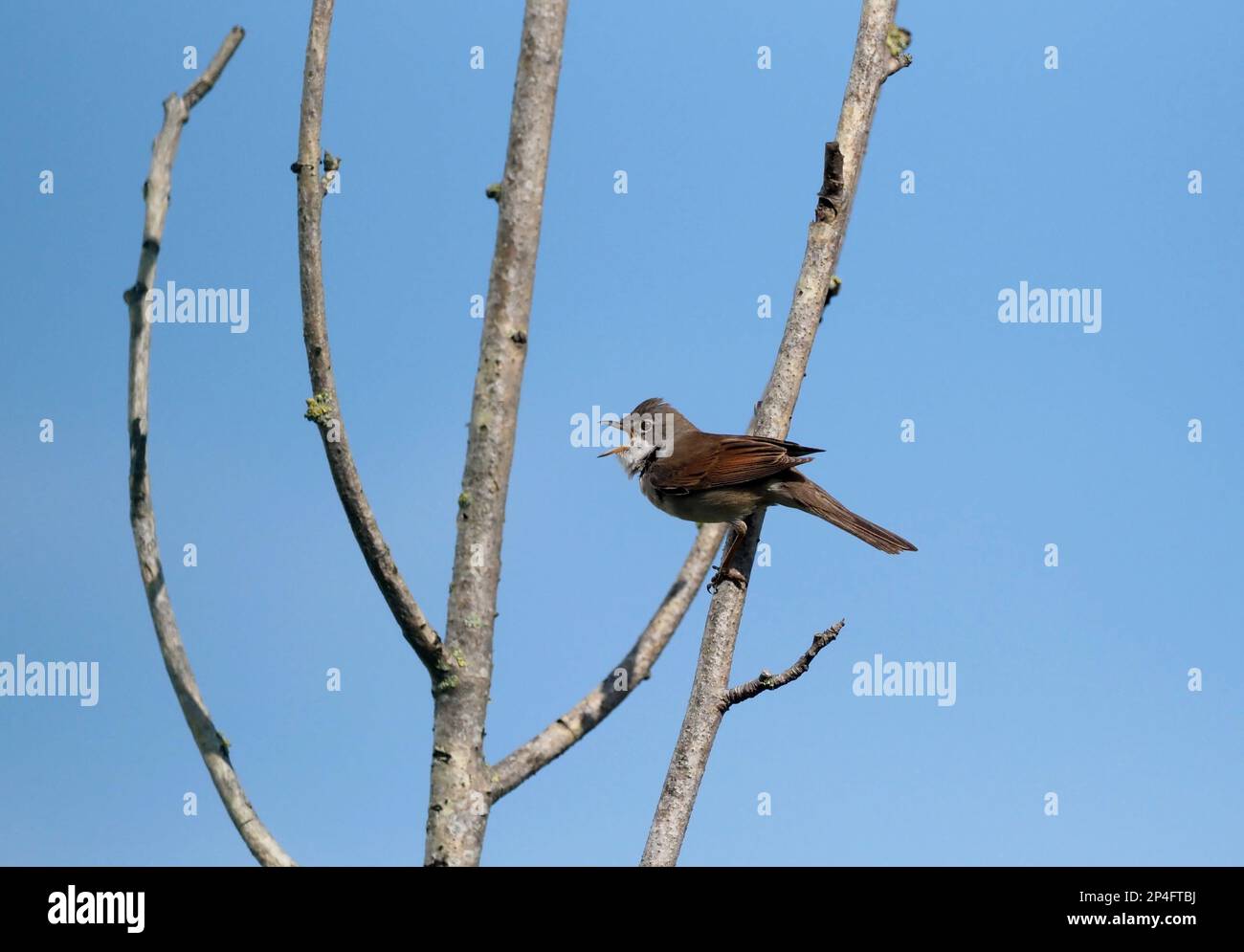 Whitethroat Stockfoto