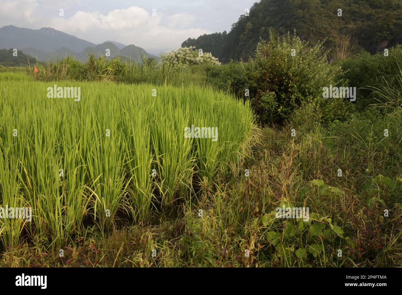 Asiatischer Reis (Oryza sativa), der auf Reisfeldern angebaut wird, Luokeng, Provinz Guangdong, China Stockfoto