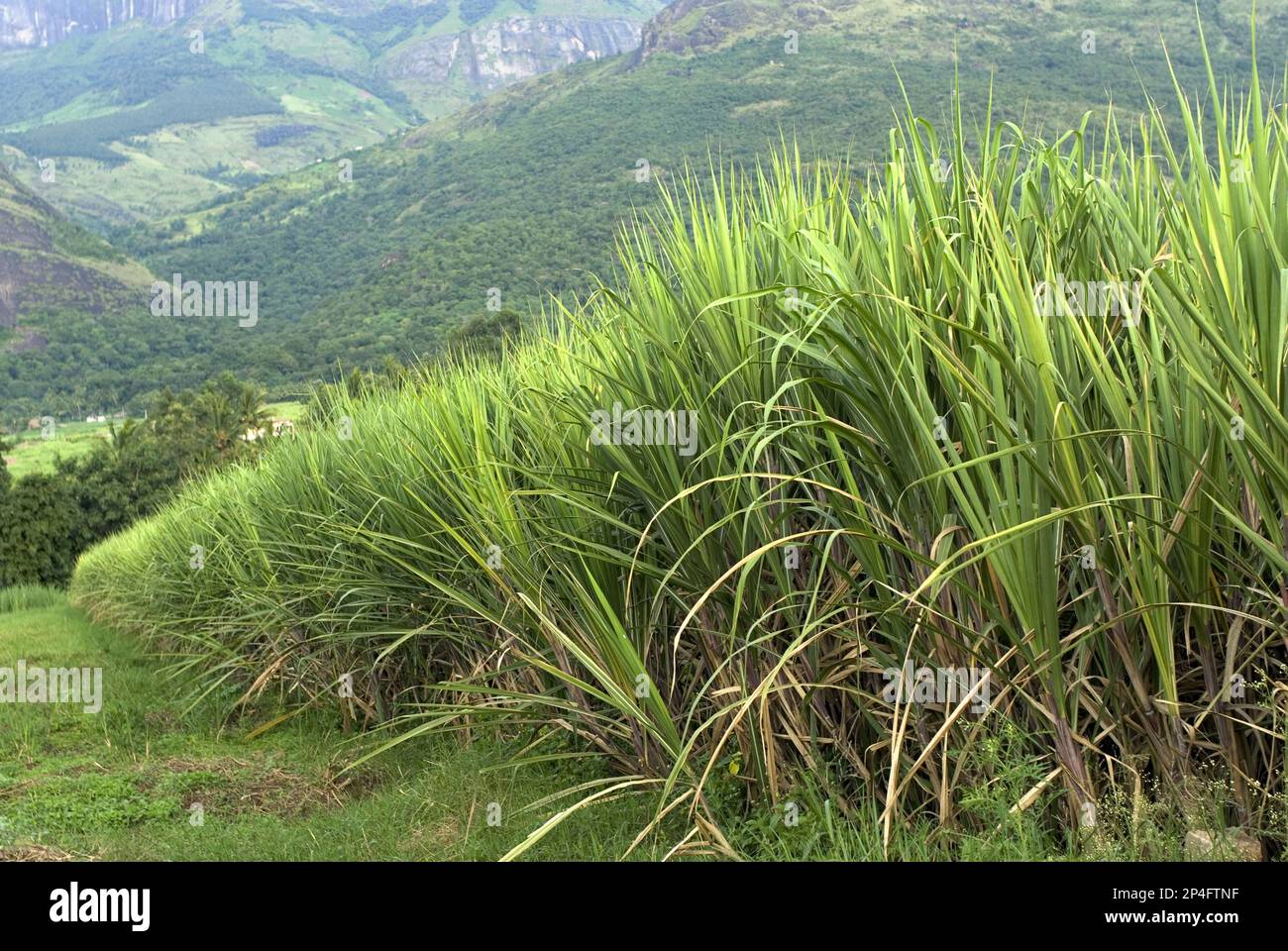 Zuckerrohr (Saccharum officinarum), das im Talfeld angebaut wird, Kanthalloor, Western Ghats, Kerala, Indien Stockfoto