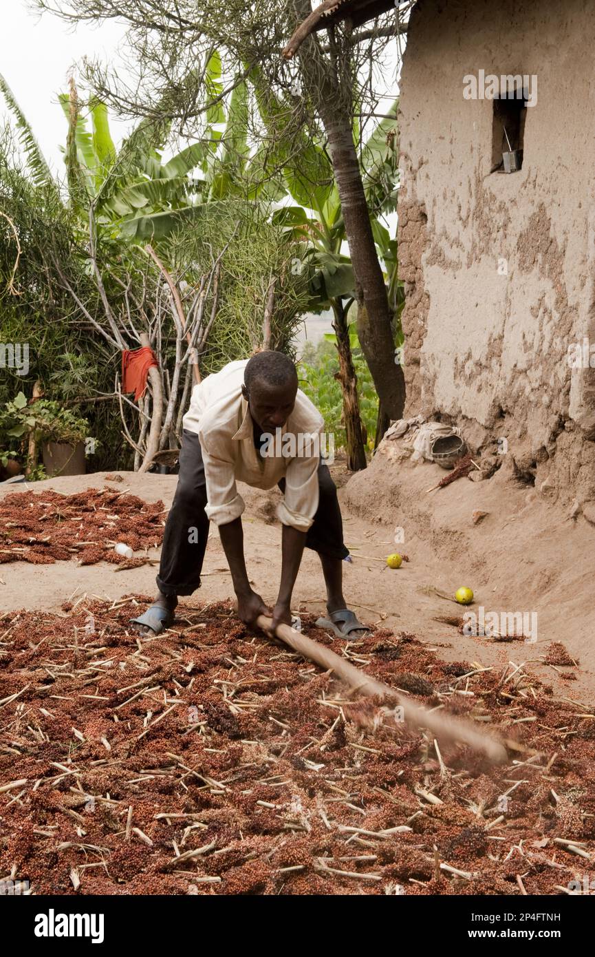 Sorghum (Sorghum sp.) Ernte, Bauer, der Saatköpfe zum Sammeln von Getreide ausdruscht, Ruanda Stockfoto