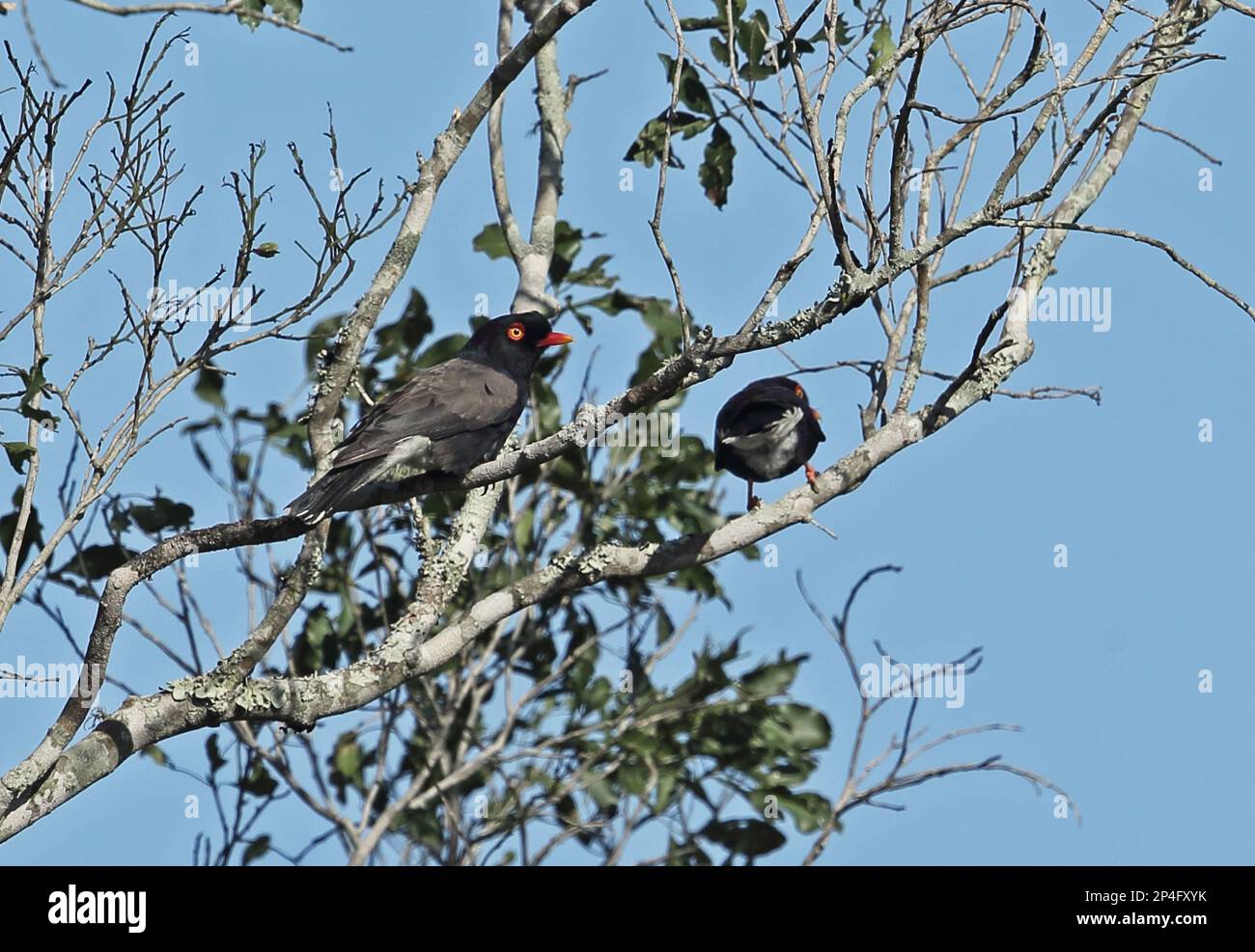 Retz's Helmetshrike (Prionops retzii Tricolor) zwei Erwachsene, hoch oben im Baum, Tembe Elephant Park, Maputaland, KwaZulu-Natal, Südafrika Stockfoto