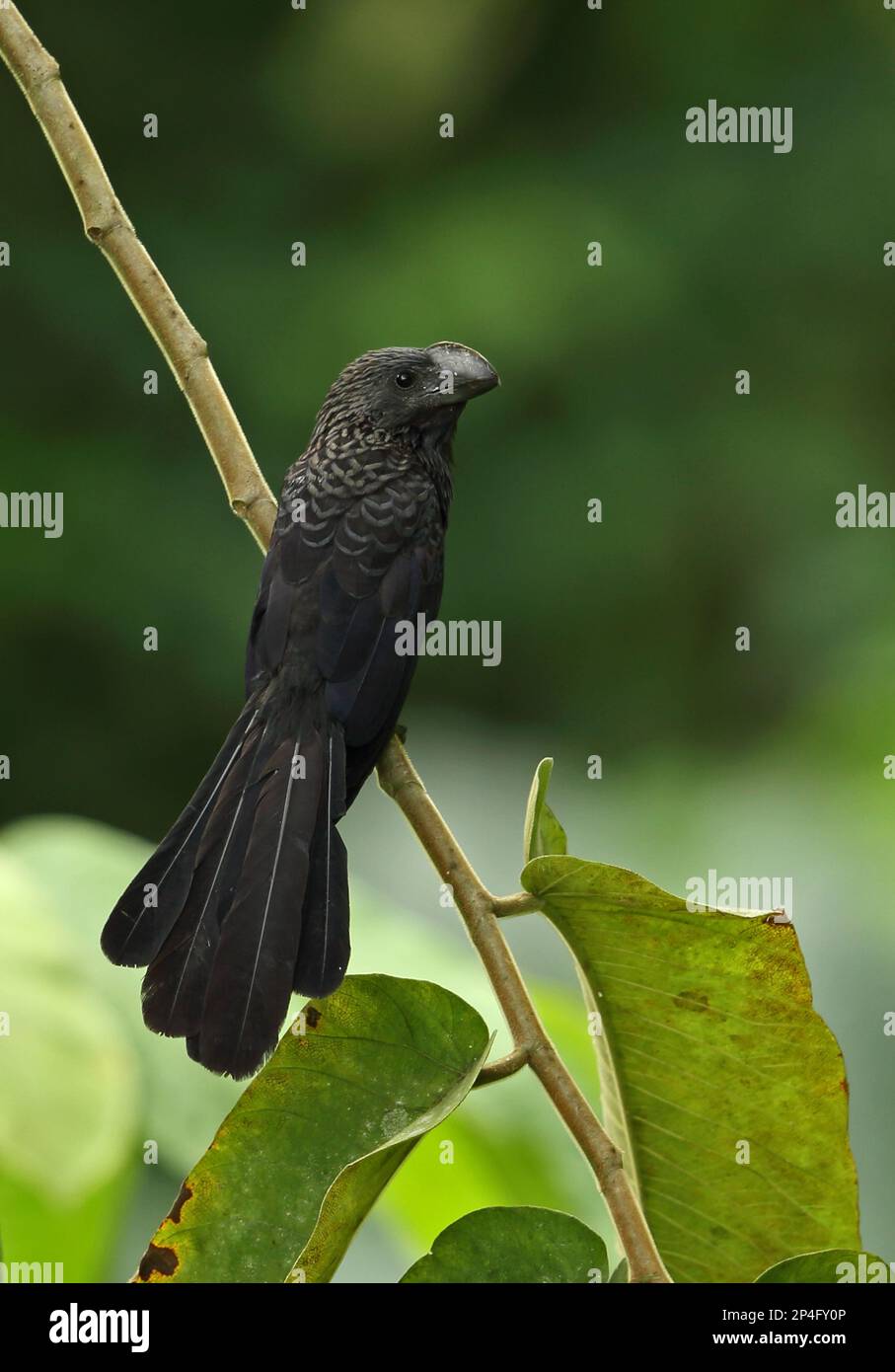 Glattschnabeliger Ani (Crotophaga Ani) Erwachsener, hoch oben auf dem Stamm, Botanischer Garten, Santo Domingo, Dominikanische Republik Stockfoto