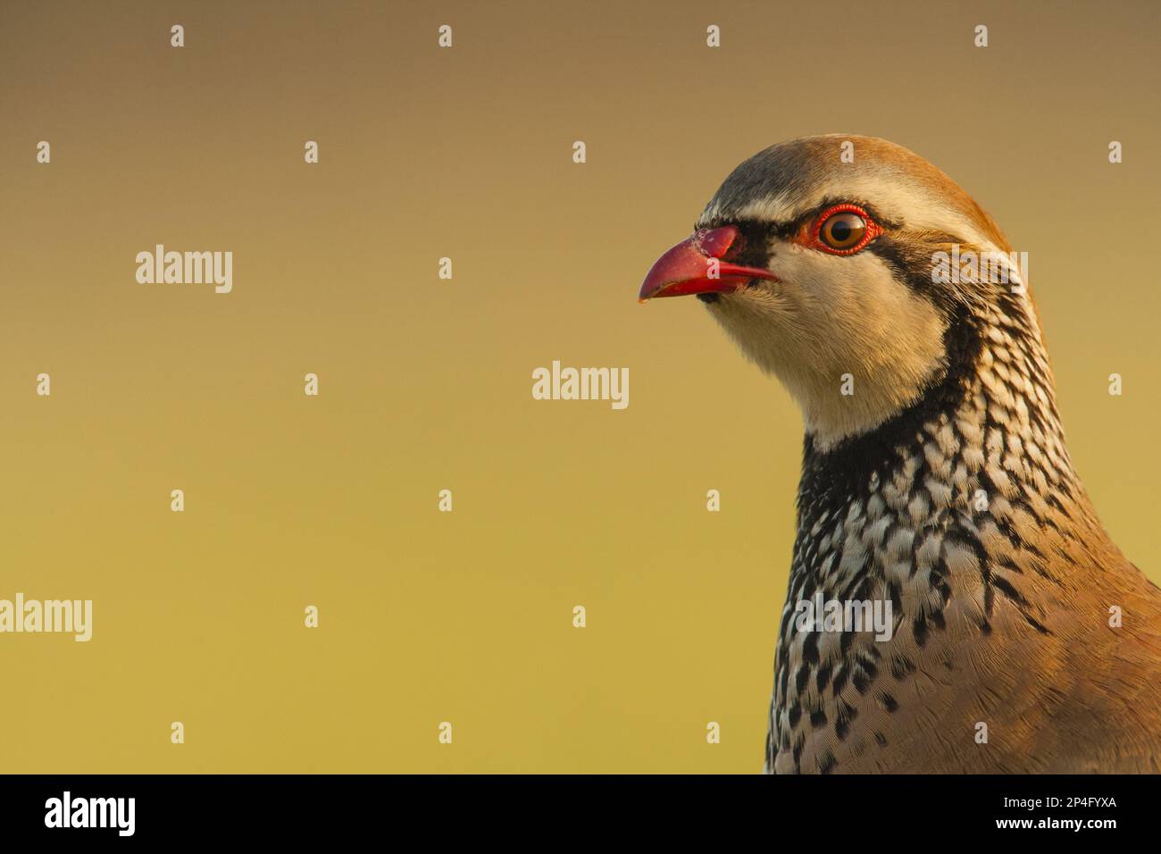 Rotbein-Rebhuhn (Alectoris rufa), Erwachsener, Nahaufnahme des Kopfes, Norfolk, England, Großbritannien Stockfoto