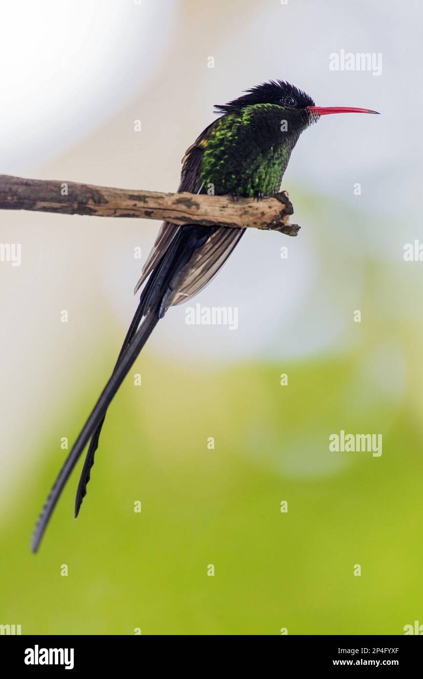 Pennantschwänze, Jamaika-Hummingbird, Jamaikaner-Rotschnabel-Sylph, Pennantschwänze, Jamaika-Hummingbirds, Jamaikaner Sylph, Kolibri, Tiere Stockfoto